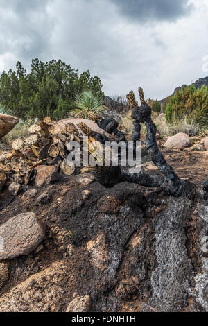 Un incendio quemó a través de esta zona, cerca del muelle de Aguirre camping en órgano de picos de las montañas del desierto de Nuevo México, Monumento Nacional Foto de stock