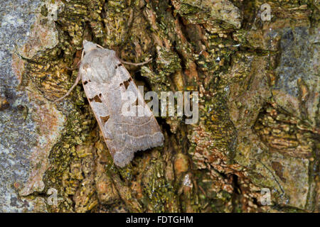 Otoñal (rústico Eugnorisma glareosa) polilla adulta descansando sobre la corteza de los árboles. Powys, Gales. De septiembre. Foto de stock