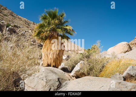 Un ventilador de California (Washingtonia filifera palm) en el cañón, el Desierto Anza-Borrego Hellhole State Park, California Foto de stock