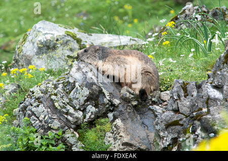 La marmota alpina (Marmota marmota). Cerca de Gavarnie. Parque Nacional des Pirineos, Pirineos, Francia. De junio.