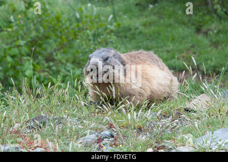 La marmota alpina (Marmota marmota). Cerca de Gavarnie. Parque Nacional des Pirineos, Pirineos, Francia. De junio.