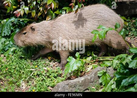 Capibara corriendo fotografías e imágenes de alta resolución - Alamy