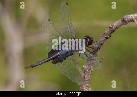 Un macho negro alforjas, Tramea lacerata, posado en una rama Foto de stock