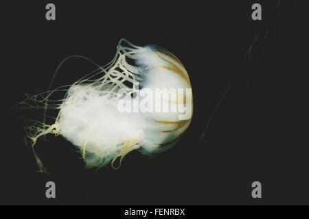 Primer plano de la medusa contra fondo negro