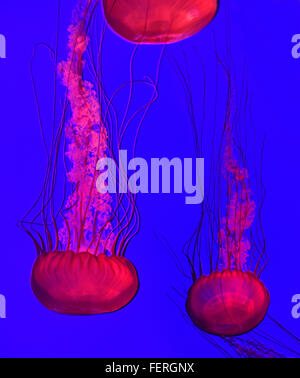Ortiga de mar del Pacífico en luz roja con largos tentáculos nadando en Ripley aquarium Toronto