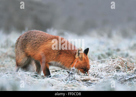El zorro rojo, buscando alimento en un campo cubierto de escarcha