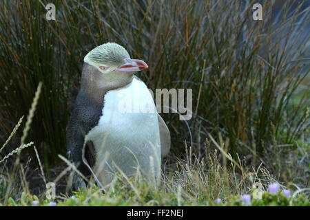 Las especies amenazadas y de los pingüinos de ojos amarillos (Megadyptes antipodes) en punto Katiki Moeraki Lighthouse (Faro), Moeraki, Nueva Zelanda. Foto de stock