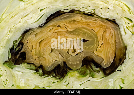 Repollo verduras cortador Fotografía de stock - Alamy