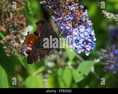 Unión mariposa pavo real (Inachis io) ¿alimentarse de Buddleia blossom