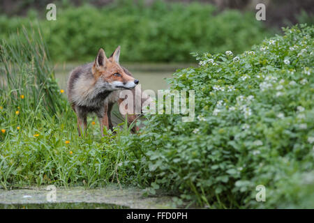 Zorro Rojo / Rotfuchs ( Vulpes vulpes ) se encuentra en una vegetación exuberante en el terraplén de un pequeño estanque.