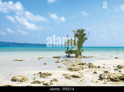 Árbol de mangle a Vijay Nagar, en la playa de la isla de Havelock, Andaman, India Foto de stock