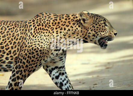 Cerrar vista de perfil de un Leopardo de Sri Lanka (Panthera pardus Kotiya) cruzando una carretera de arena, Yala, Sri Lanka Foto de stock