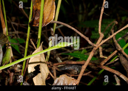 Árbol de hocico largo, Serpiente verde serpiente de vid, de hocico largo látigo asiático o SERPIENTE SERPIENTE (vid Ahaetulla nasuta) de la Reserva Forestal de Sinharaja,
