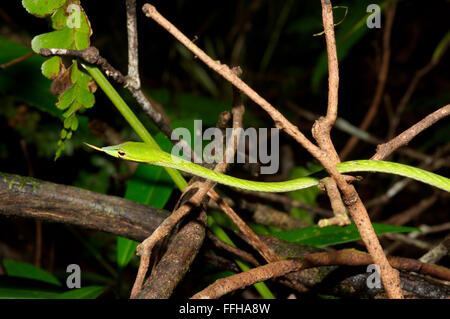 Árbol de hocico largo, Serpiente verde serpiente de vid, de hocico largo látigo asiático o SERPIENTE SERPIENTE (vid Ahaetulla nasuta) de la Reserva Forestal de Sinharaja,
