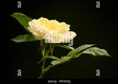 Rosa amarilla en plena floración, fondo negro. Cerrar tomadas en Jardín Inglés Foto de stock