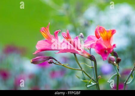 Alstroemeria, Golden lirio de los Incas, Perú Lily 'Orange King'