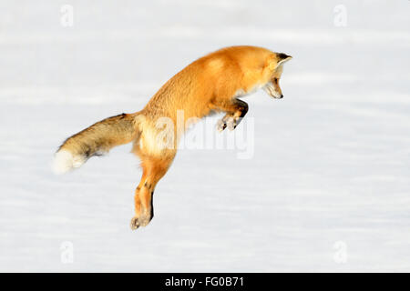 American Zorro Rojo (Vulpes vulpes fulva) adulto, caza, saltando sobre la presa en la nieve, el parque nacional Yellowstone, Wyoming, Estados Unidos.