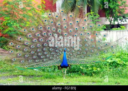 Peacock Peafowl Surat Gujarat India Asia Sept 2010
