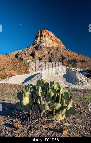 Cerro Castellano aka Pico Castolon, tobas volcánicas blancas o los depósitos de cenizas, nopal, el Parque Nacional de Big Bend, Texas, EE.UU.