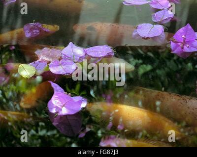 Flores en un estanque flotante