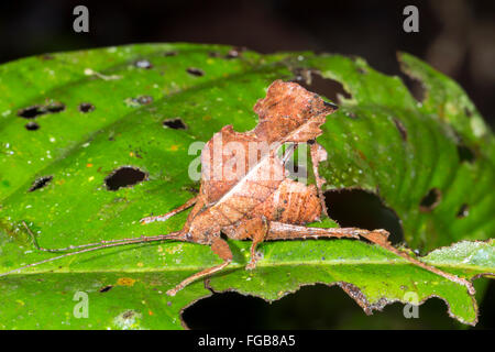 Hoja imitar los saltamontes americanos (Typophyllum sp.) en el sotobosque de la selva, Ecuador