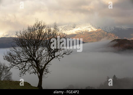 Wetherlam en el distrito del lago al amanecer, valle enclavado entre la niebla y las nubes bajas con una silueta de árbol de ceniza. Foto de stock