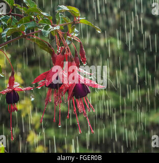 Flor fucsia con agua goteando en la lluvia del verano inglés. Foto de stock