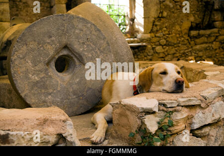 Griechenland, Kreta, Vamos, Hund schläft in der Ruine der alten Mühle.