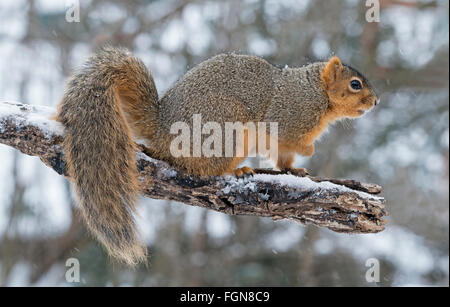 Esquirrel del este de Fox (Sciurus niger) en la extremidad del árbol, Winter, Eastern United States, por Skip Moody/Dembinsky Photo Assoc