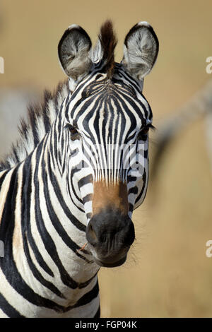 Zebra en pastizales en África, parque nacional de Kenya Foto de stock