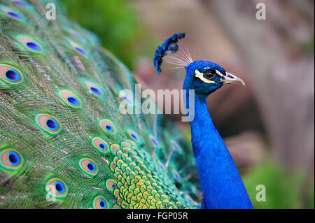 Retrato de hermosa con plumas de pavo real fuera