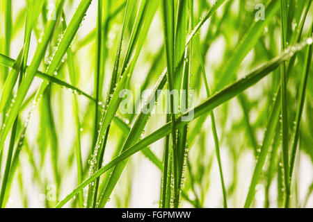 Hierba verde fresca con gotas de agua de cerca Foto de stock