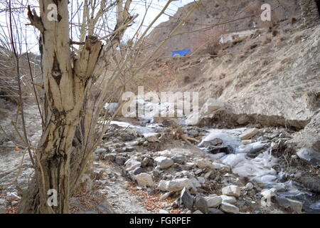 Los árboles en invierno neyrak, Ladakh, india Foto de stock
