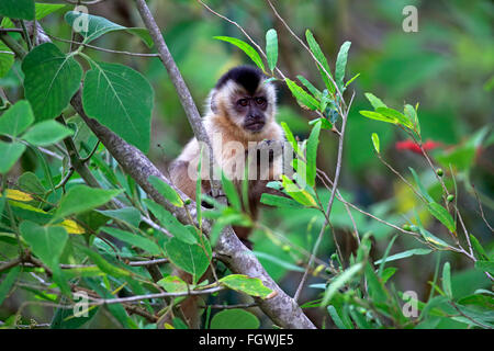 Brown, Capuchinos Capuchinos Tufted, Black-capped Capuchino, el Pantanal de Mato Grosso, Mato Grosso, Brasil, América del Sur / (Cebus apella) Foto de stock