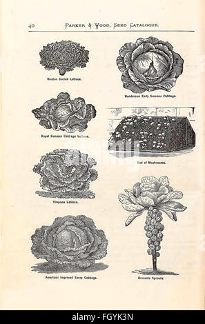 Catálogo descriptivo ilustrado, anual de semillas, plantas, vides, frutas pequeñas
