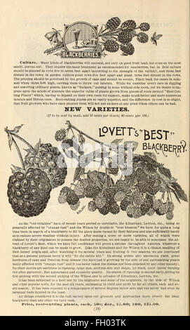 Lovett's catálogo ilustrado de frutales y ornamentales y plantas para el otoño de 1891