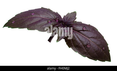 Púrpura fresca de albahaca (Ocimum basilicum) deja cubierto de gotas de agua. Trazado de recorte, infinita profundidad de campo. Foto de stock