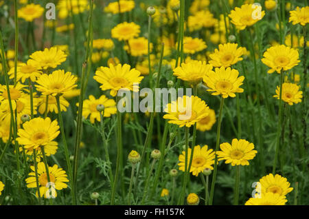 Eine Färberkamille Wildpflanze - amarillo manzanilla, un wildflower, Cota tinctoria Foto de stock