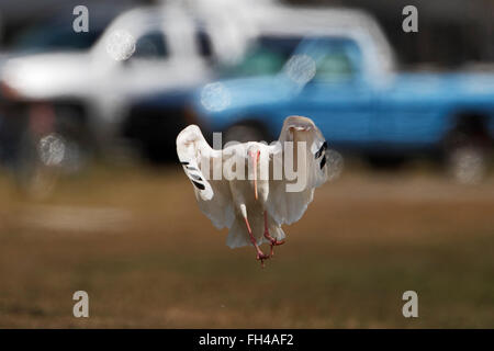 Blanco Americano (Eudocimus albus) llegando a aterrizar con automóviles en segundo plano, Florida, EE.UU. Foto de stock