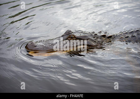 Alligator nadar en agua