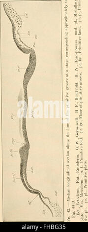 El desarrollo de la chica; una introducción a la embriología (1908)
