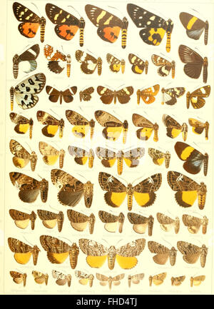 Die Gross-Schmetterlinge der Erde - eine systematische Bearbeitung der bis jetzt bekannten Gross-Schmetterlinge (1900)