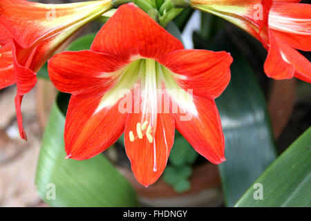 Hippeastrum reginae, Jardín Amaryllis, bulbosa ornamental, con correa de hierbas y hojas en forma de flores rojas, naranjas en umbela