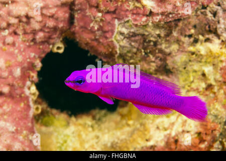 amanecer dottyback