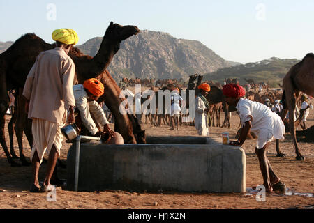 Los camellos y sus propietarios durante Pushkar mela feria de camellos en Rajasthan