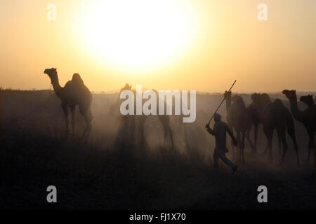 Conductor de camellos corriendo tras sus camellos por sunset durante el mela, Pushkar Rajasthan Foto de stock