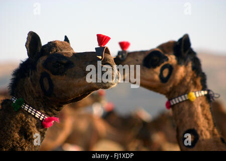 Los camellos y sus propietarios durante Pushkar mela feria de camellos en Rajasthan