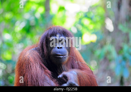 Orangután en Borneo, Sabah, Malasia. Foto de stock