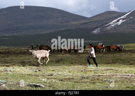 Mujer ejecutando después de renos , pueblo tsaatan Dukha , pastores nómadas de renos , Mongolia Foto de stock