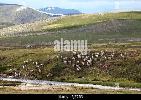 Grupo de renos , Tsaatan Dukha personas , pastores nómadas de renos , Mongolia Foto de stock